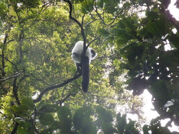 Madagascar 2018, Lemurian