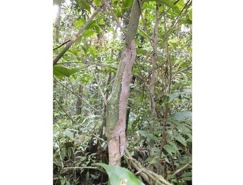 Madagascar 2018, Unknown specie