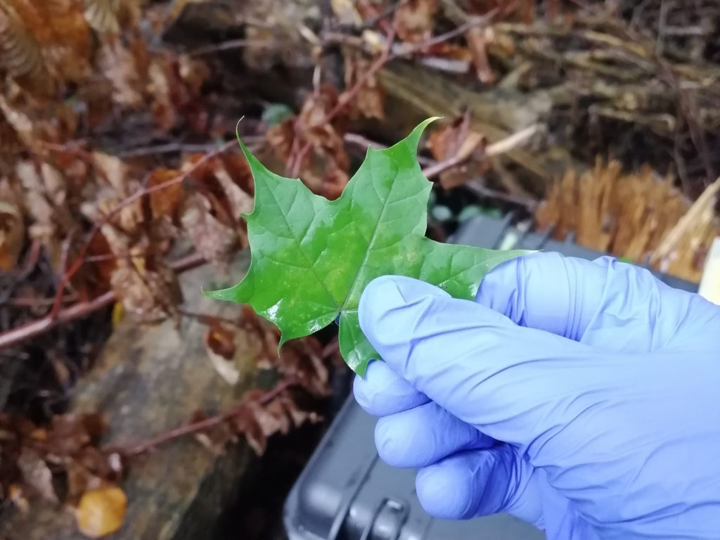 Plant expedition