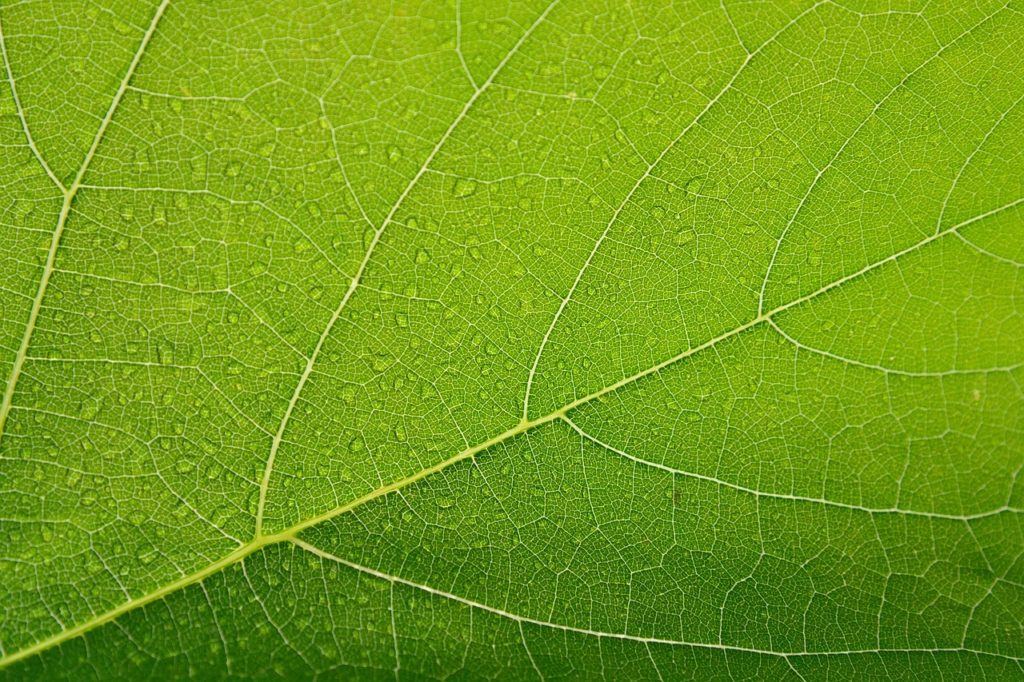 hd wallpaper, nature wallpaper, leaf