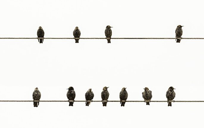 birds, lines, cables-4194635.jpg