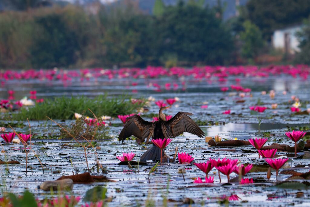 A cormorant dries its wings among blooming pink lotuses in a serene pond in India.